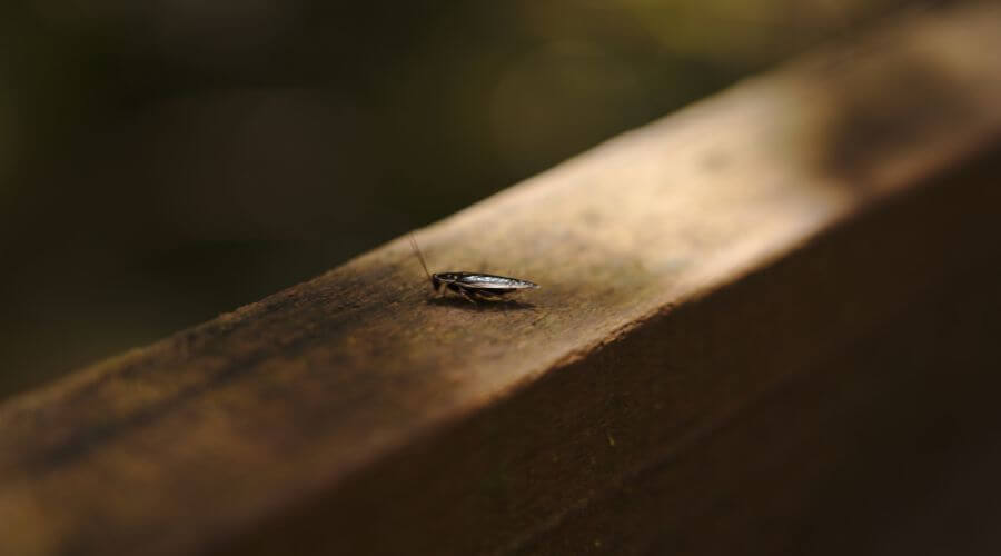 Why choose Termite Inspection & Termite Treatment Tampa FL for termite treatment in Tampa